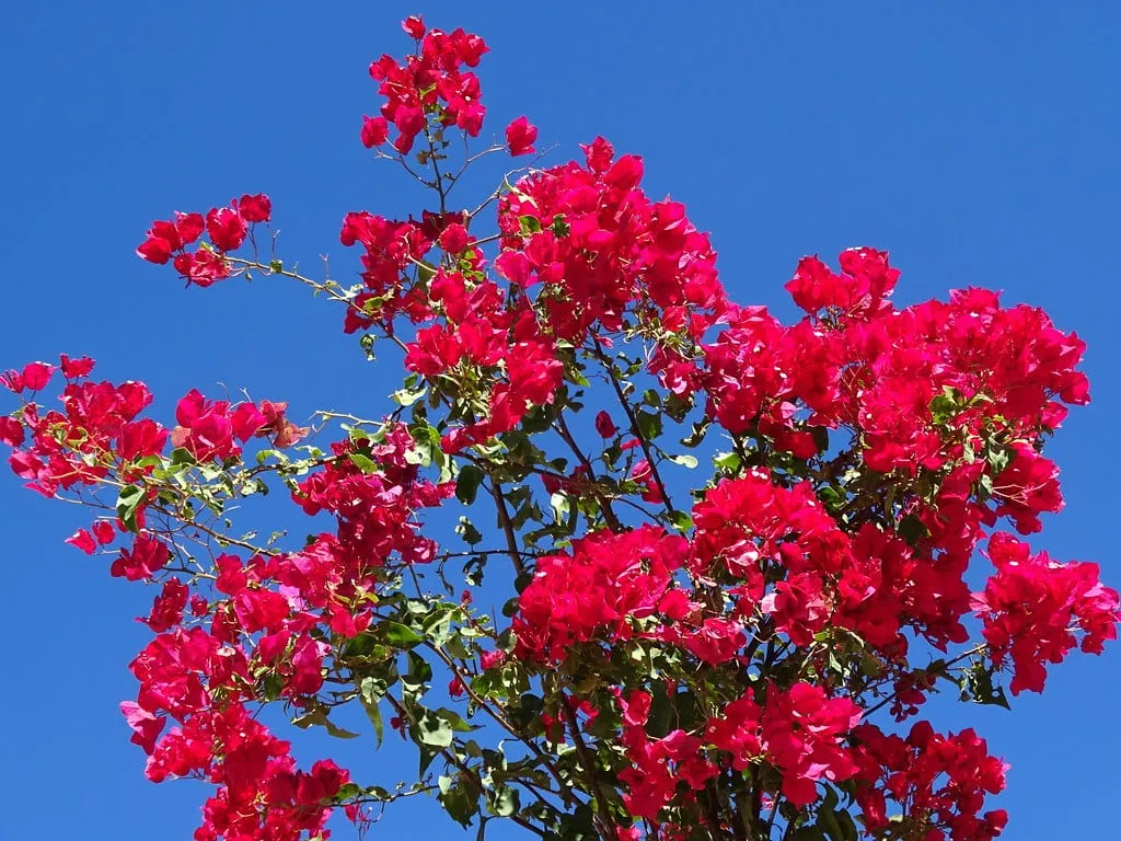 Bougainvillea in flower against a clear Baja sky