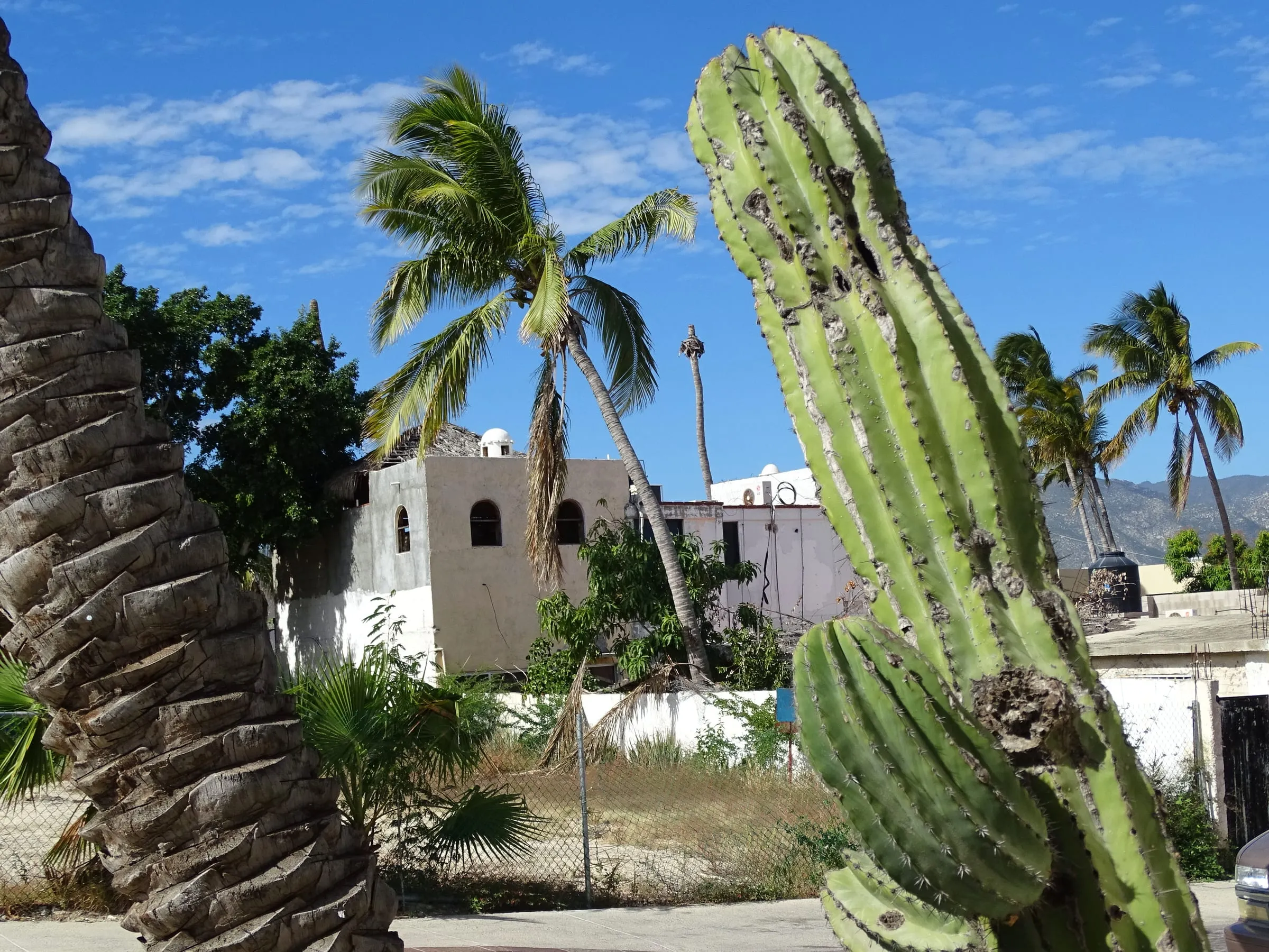 Whitewashed walls, palms and a cardón cactus on a street in San José del Cabo